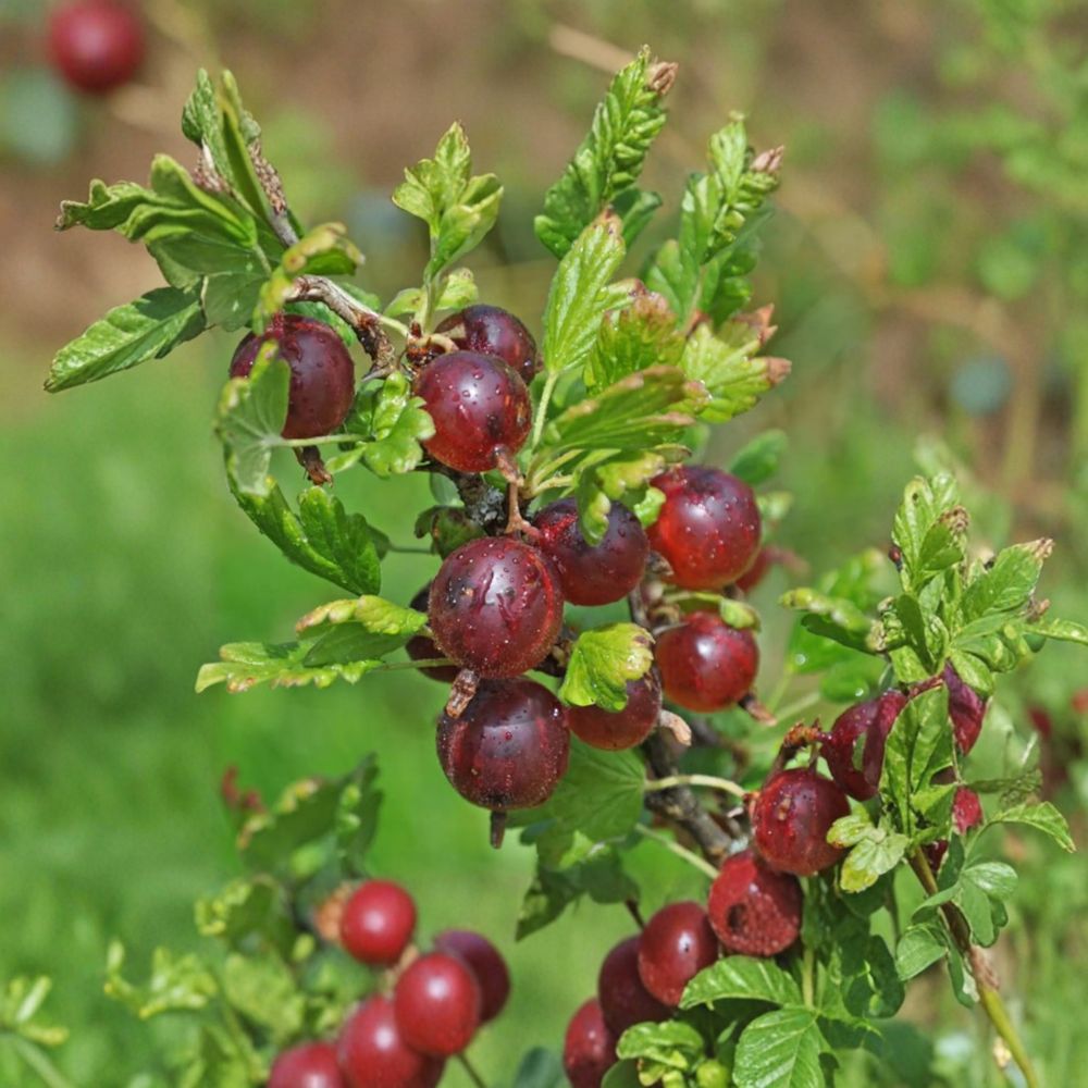 Jeanne Gooseberry Live Rooted Plant | Sweet Red Berry Shrub | Self-Pollinating Ribes uva-crispa | Zones 3-7