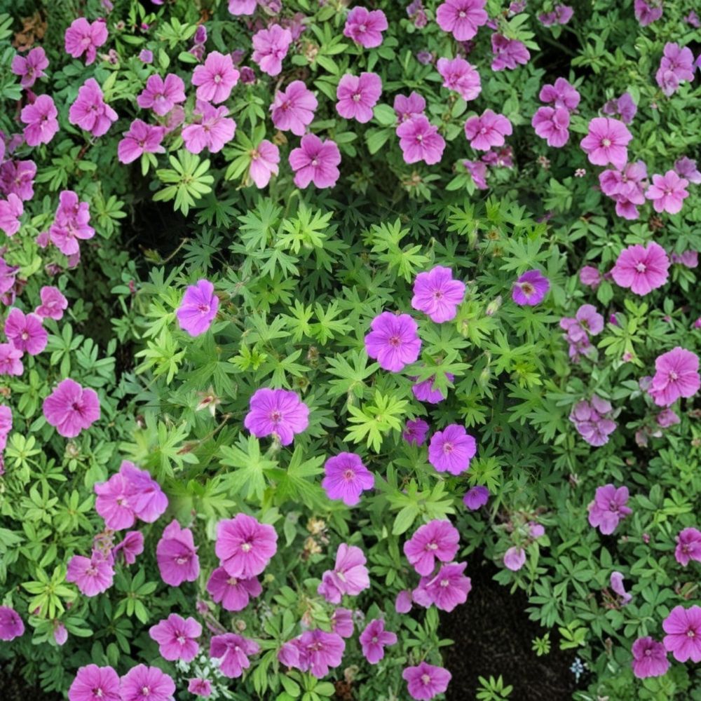 Organic Wild Geranium Bare Roots - 3 Cranesbill Plants - Purple Spring Blooms - Geranium maculatum - Native Perennial