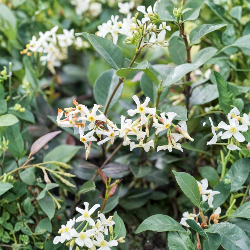 Asiatic Jasmine Minima Plant in Quart Pot | Evergreen Groundcover Vine | Trachelospermum asiaticum | Low Maintenance