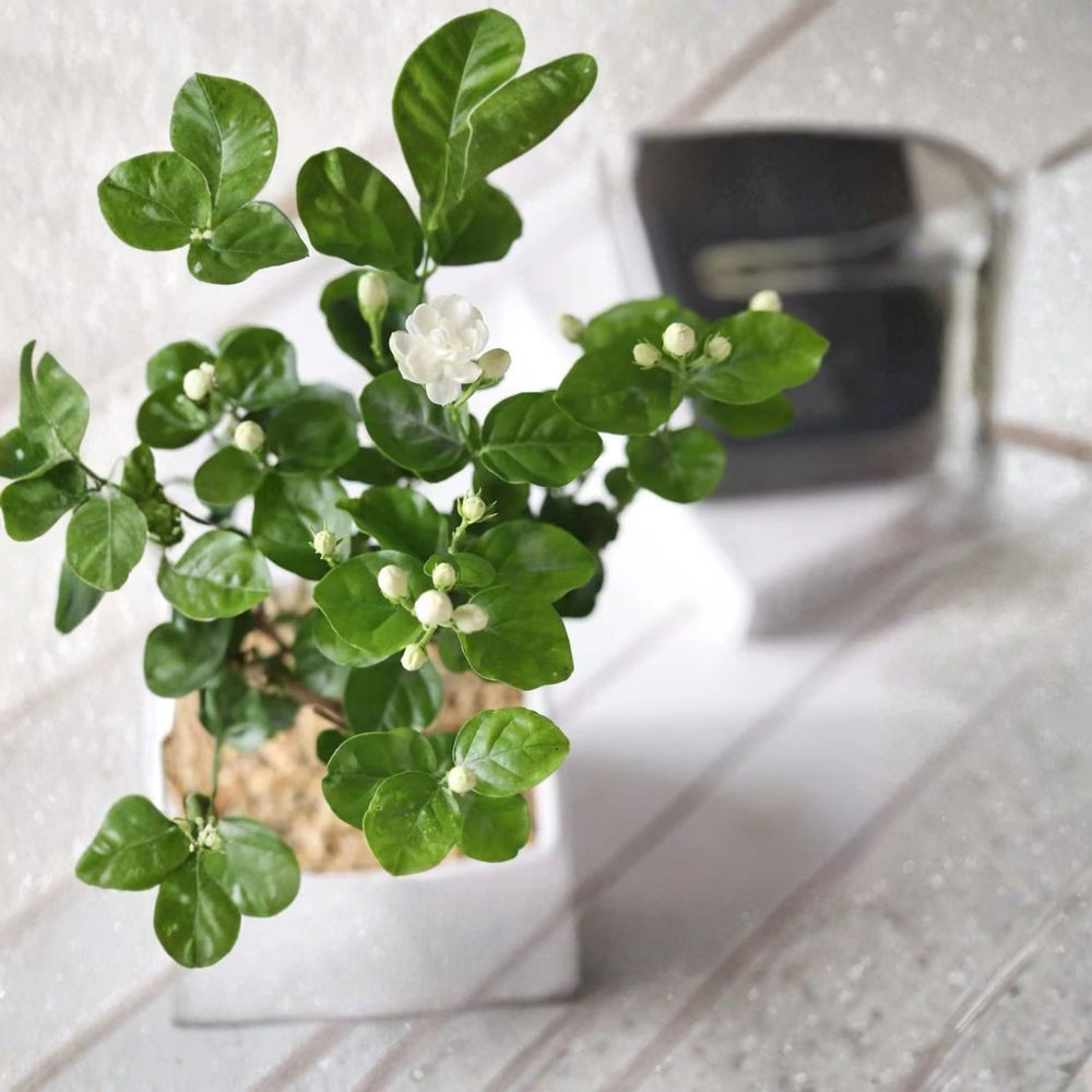 Climbing Jasmine Seeds - 100+ Pack Fragrant White Flowering Vine - Jasminum spp. - Easy Grow Indoor Outdoor Garden Plant