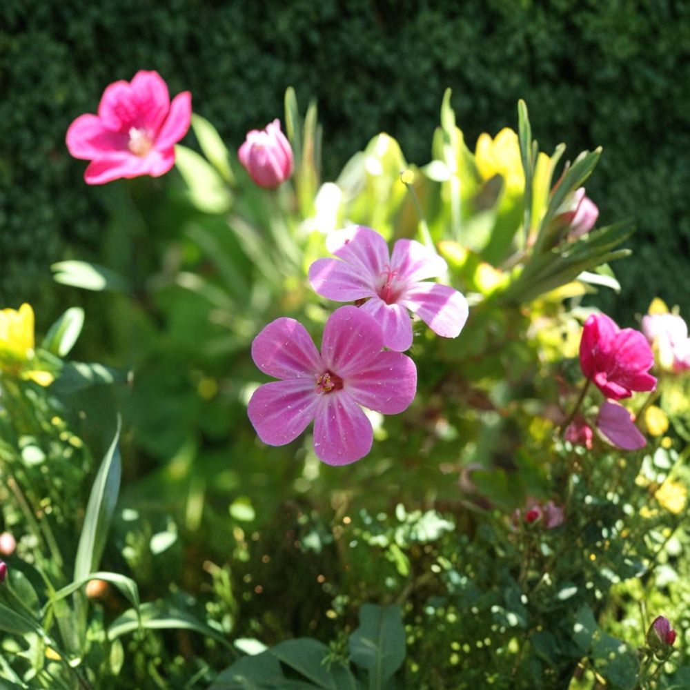 Herb Robert Seeds - 20+ Edible & Pollinator Friendly Geranium robertianum for Woodland Shade Gardens