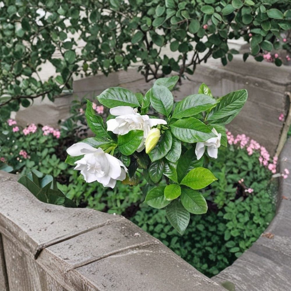 Gardenia Seeds - 100 Seeds - Cape Jasmine - Fragrant White Flowering Shrub - Gardenia jasminoides - Ornamental Evergreen Plant
