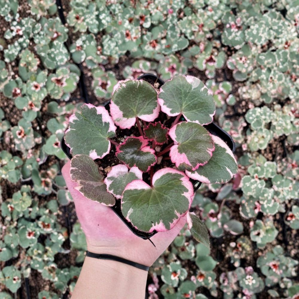 Strawberry Begonia Starter Plants - 4 Rare Trailing Saxifraga stolonifera in 2 Inch Pots - Indoor & Garden Friendly Houseplant