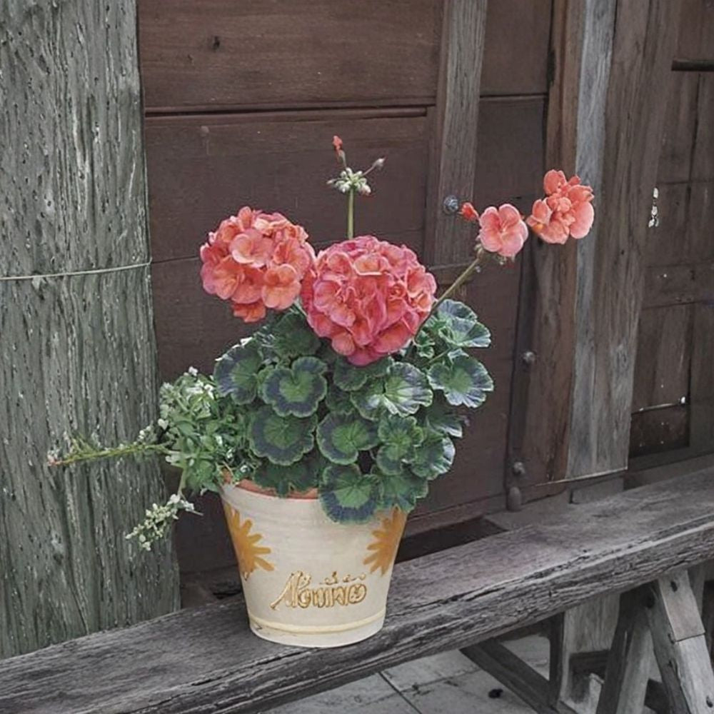 Maverick Series Coral Geranium Seeds - 10 Premium Seeds, Bright Coral Orange Blooms, Pelargonium x hortorum, Easy to Grow