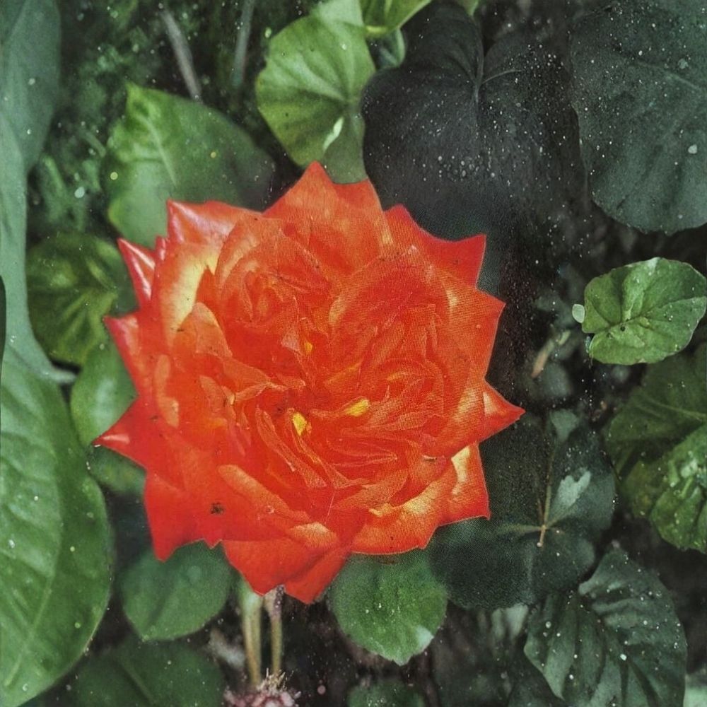 Charisma Floribunda Rose Bush | 5 Gallon | Red Orange Yellow Blooms | Rosa 'Charisma' | Garden Shrub Plant