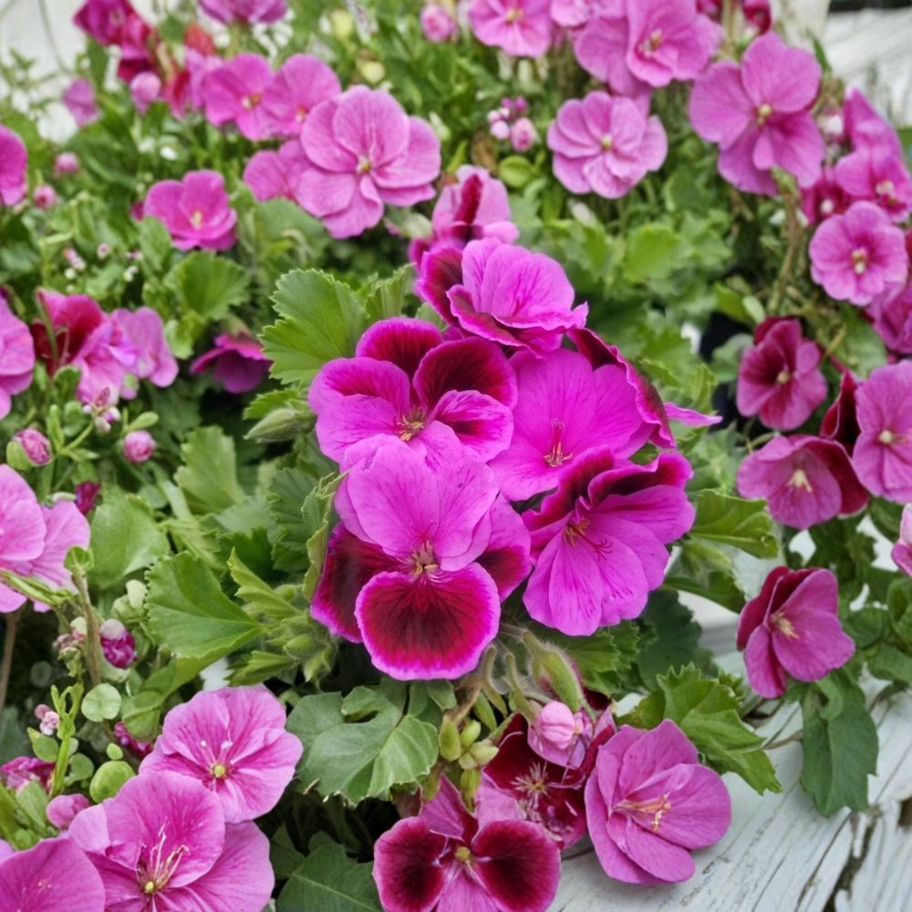 Martha Washington Geranium Cuttings - 6 Organic Rose Pink Pelargonium Cuttings for Easy Flowering Plant Propagation