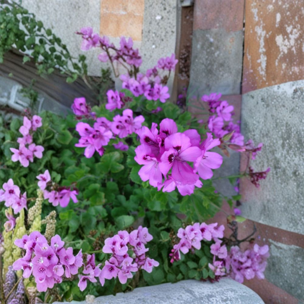 Purple Regal Geranium Cuttings - 3 Unrooted 6 Inch Pelargonium x domesticum - Orchid-Like Purple Blooms - Easy Care for Containers