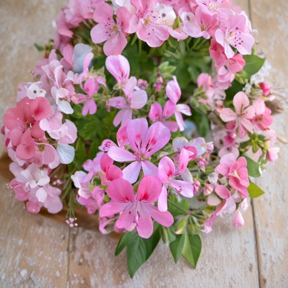 Fragrant Light Pink Geranium Cuttings - 3 Fresh Pelargonium Cuttings for Rooting & Grafting, Ideal for Gardens & Containers