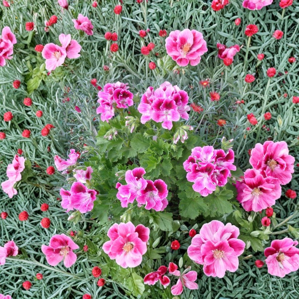Pink & White Regal Geranium Cuttings - 2 Live Pelargonium Starters | Exotic Orchid-Like Blooms | Hardy Patio Flower