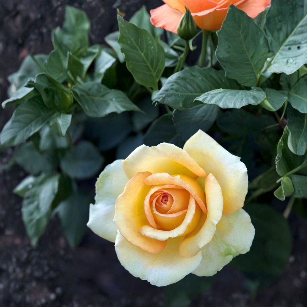 Gold Medal Grandiflora Rose Bush Plant, 3 Gallon, Yellow Orange Blooms, Rosa Grandiflora 'Gold Medal', Landscape Favorite