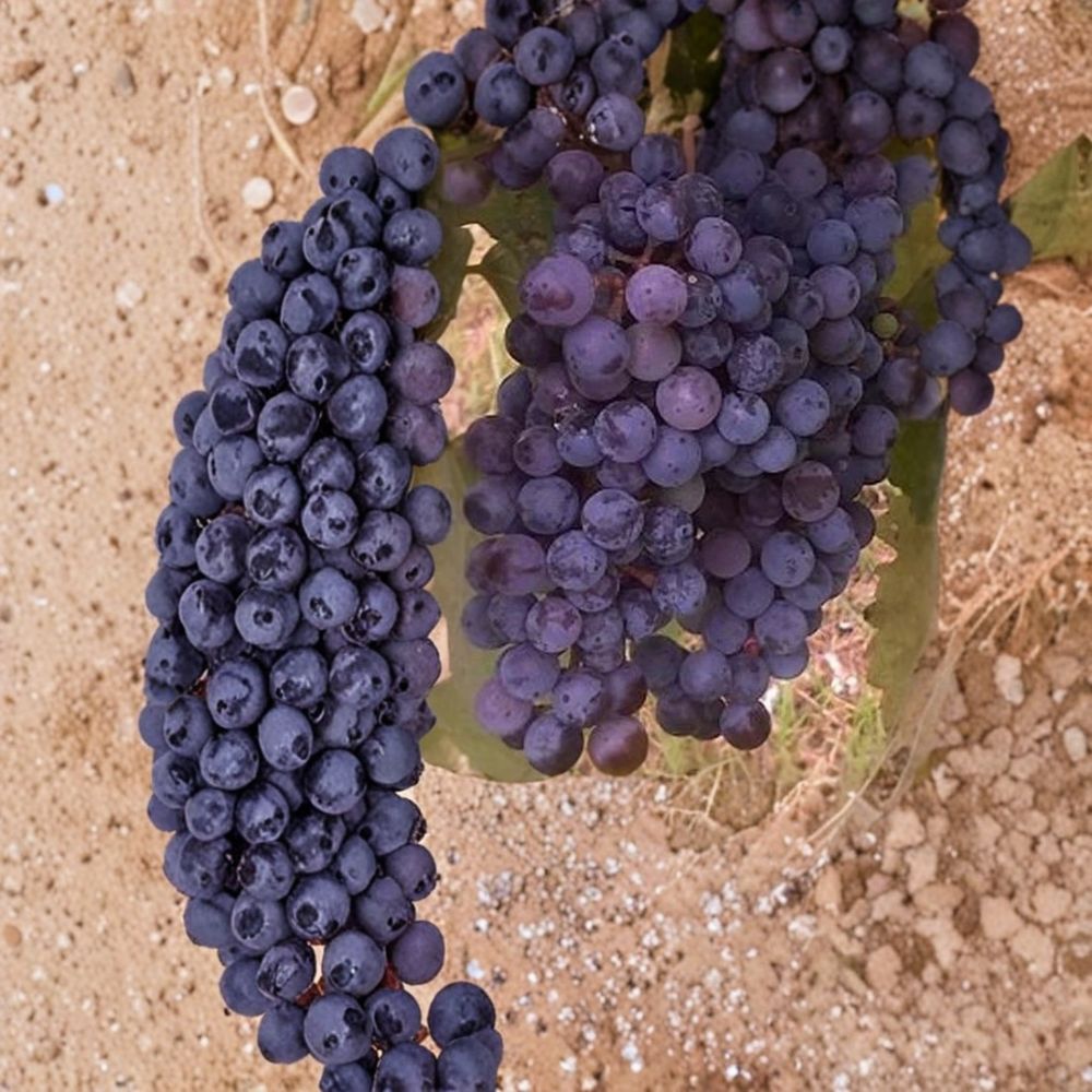 Zinfandel Wine Grape Vine - 3 Gallon Live Plant - Self-Fertile Vitis vinifera 'Zinfandel' - Easy to Grow for Home Vineyard