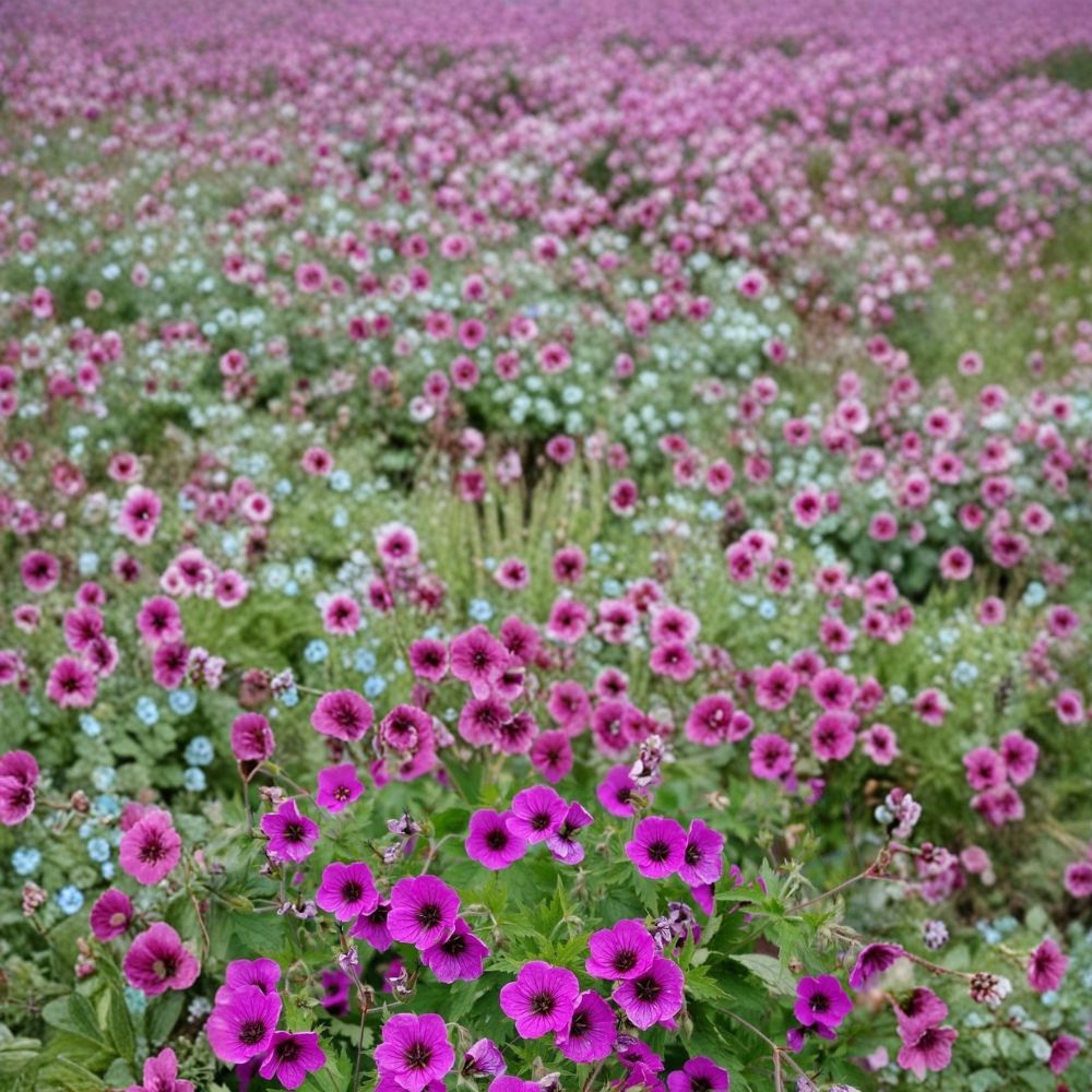 Bressingham Flair Geranium Seeds - 25+ Premium Flower Seeds - Pelargonium spp. - Colorful Patio & Balcony Blooms