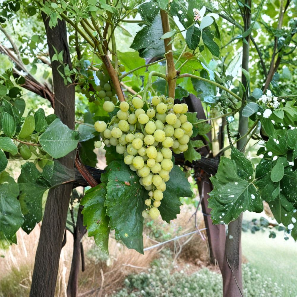 Diamond Muscat Seedless Grape Cuttings - 5 Pack | Vitis hybrid | Sweet Aromatic Table Grapes for Home Vineyard Propagation