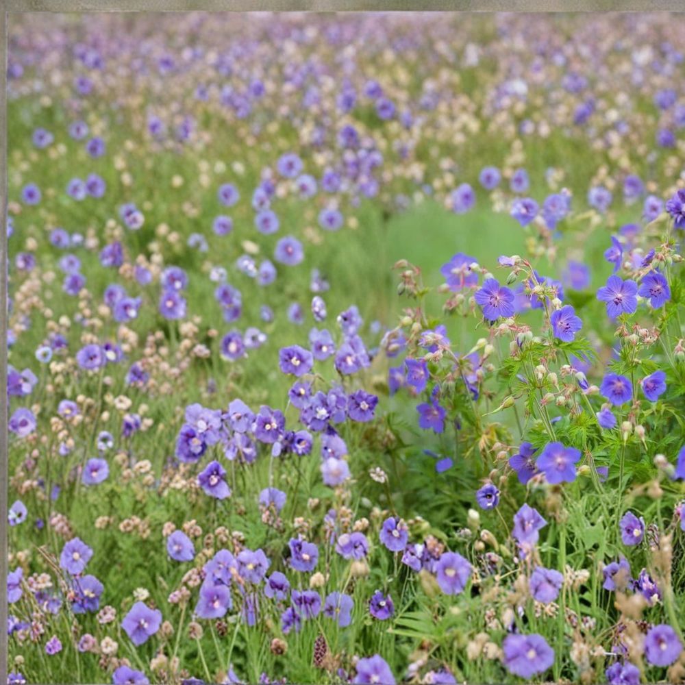 Pratense Geranium Seeds - 25+ Hardy Meadow Cranesbill Flower Seeds | Geranium pratense for Perennial Gardens
