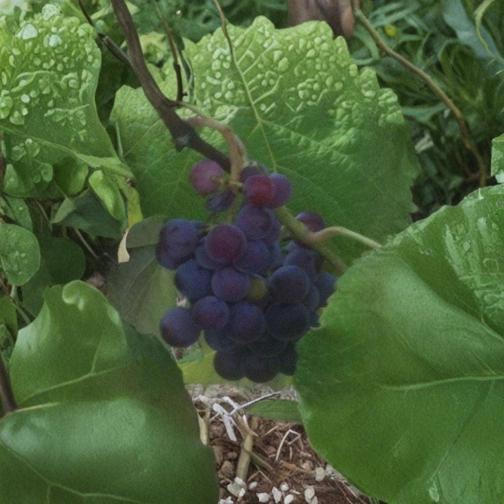 Saturn Blue Seedless Grape Vine - 2 Gallon Live Plant - Large Seedless Blue Grapes - Vitis 'Saturn Blue' - Self-Fertile