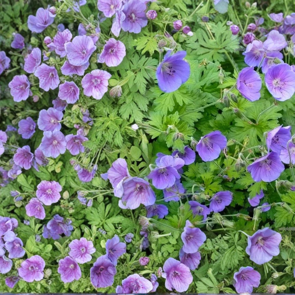 Gravetye Geranium Seeds - 25+ Premium Pelargonium Flower Seeds for Colorful Garden Blooms - Easy to Grow, Vibrant Flowers