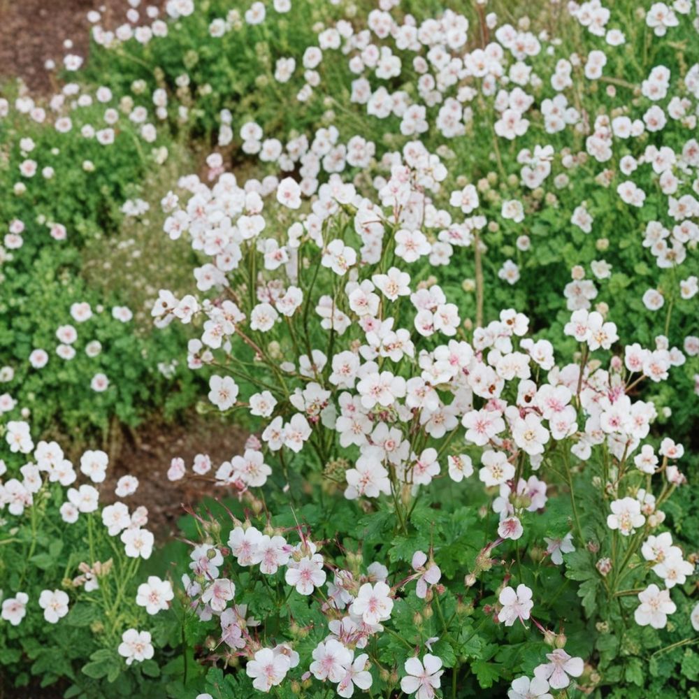 Biokovo Geranium Seeds - 25+ Premium Flower Seeds | Geranium cantabrigiense ‘Biokovo’ | Easy to Grow for Containers & Patios