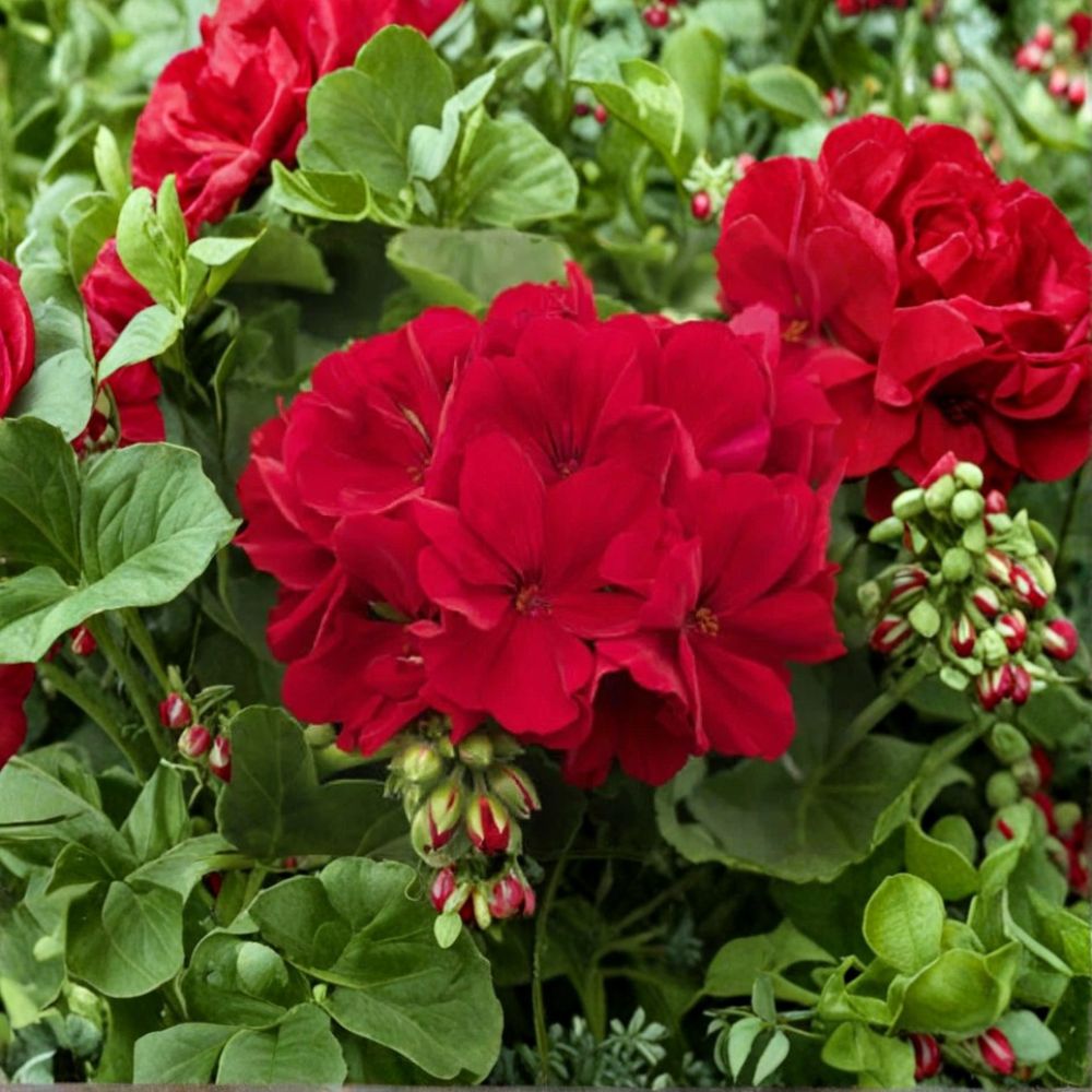Red Geranium Seeds - 10 Seeds - Bright Red Blooms - Pelargonium hortorum - Easy to Grow for Garden & Containers