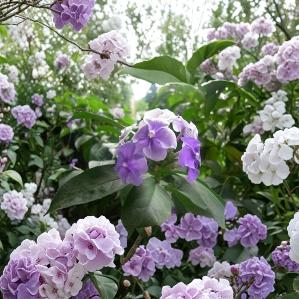 Purple Jasmine Seeds - 15 Seeds - Fragrant Purple Blooms - Jasmine spp. - Ornamental Flowering Plant for Garden & Pots
