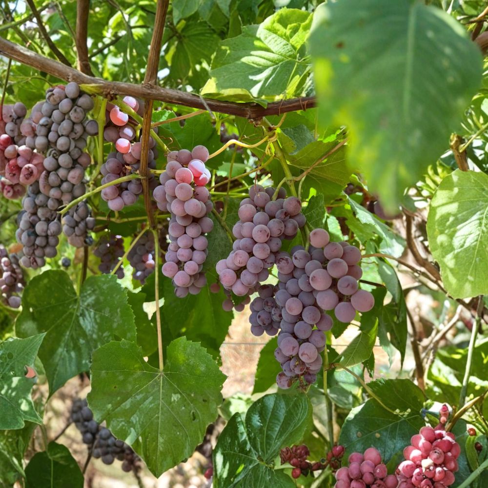 Delaware Grape Plant | Live Vine | Early Ripening Red Table Grape | Vitis labrusca | Sweet Mild Flavor