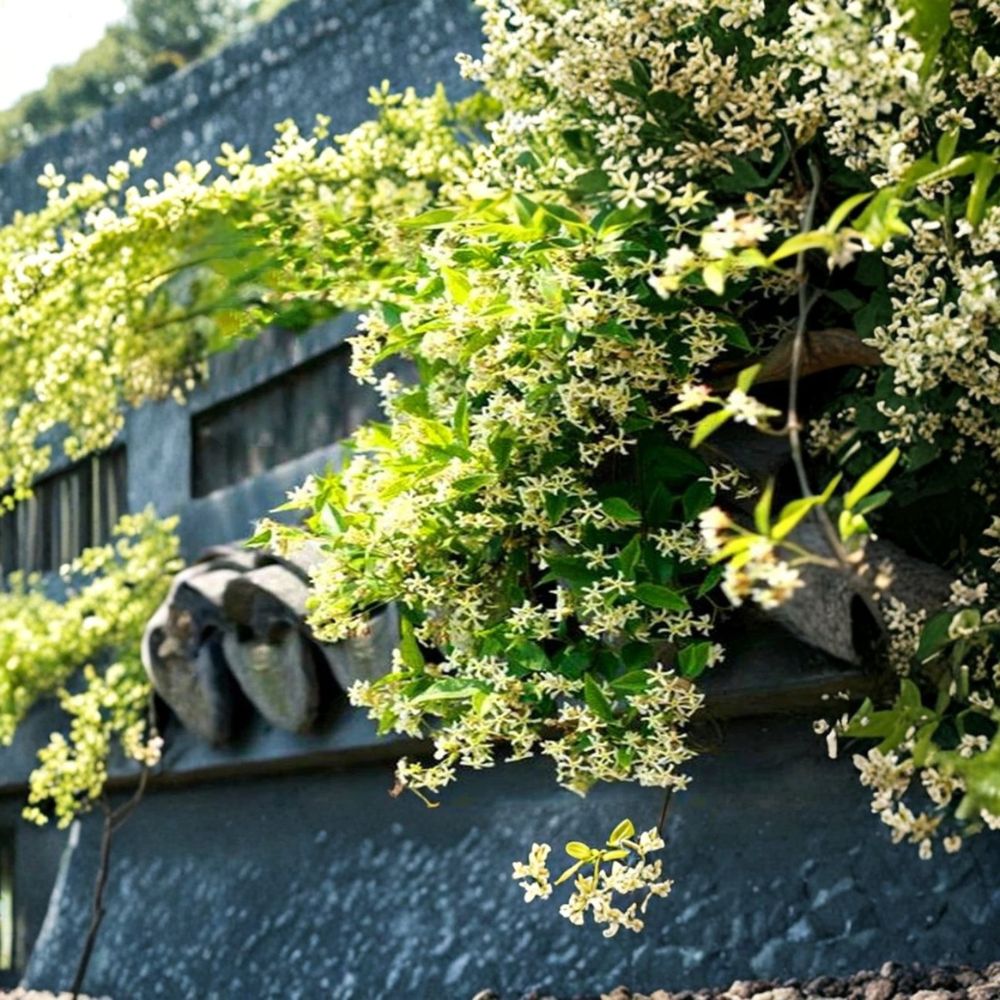 Yellow Jasmine Seeds - 20 Pack Rare Climbing Vine | Fragrant Flowering Plant | Jasminum spp. for Indoor Outdoor Garden