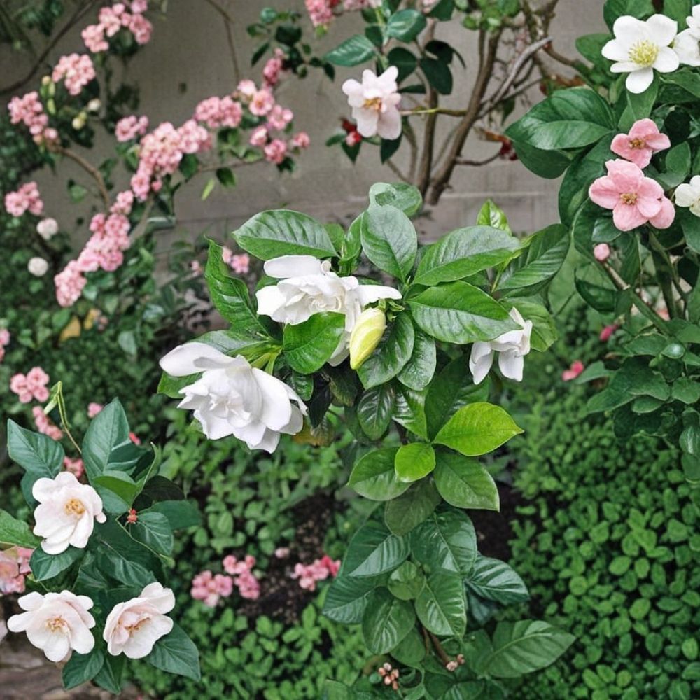 Gardenia Seeds 100 Pack | Cape Jasmine Fragrant White Flower | Gardenia jasminoides | Indoor Outdoor Plant