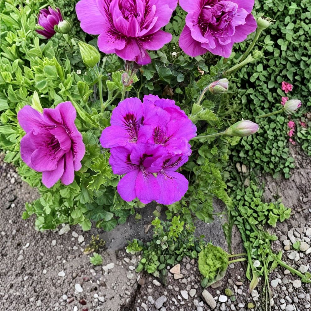 Purple Regal Geranium Cuttings - 6 Pelargonium Starters | Fancy Royal Flowering Perennial | Easy to Root, Drought-Tolerant