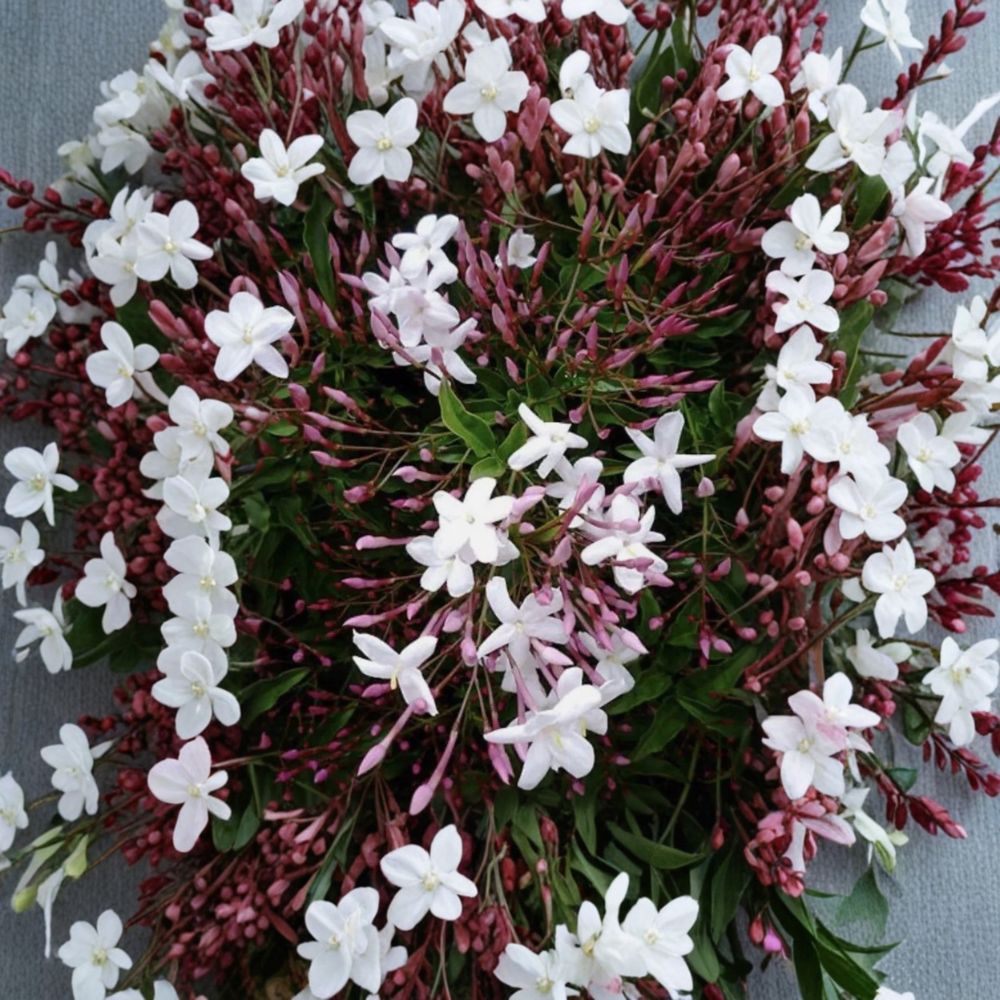 Pink Jasmine Cuttings Set of 10 | Jasminum polyanthum | Organic Fresh Climbing Vine | Fragrant and Fast Growing