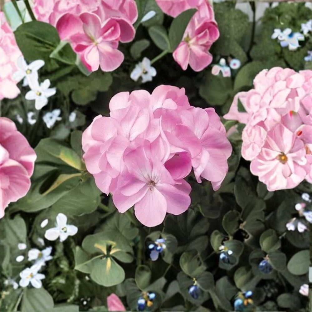 Pinto Premium Lavender Geranium Seeds - 100 Pelargonium x hortorum - Pastel Lavender Garden Flowers for Pots & Beds