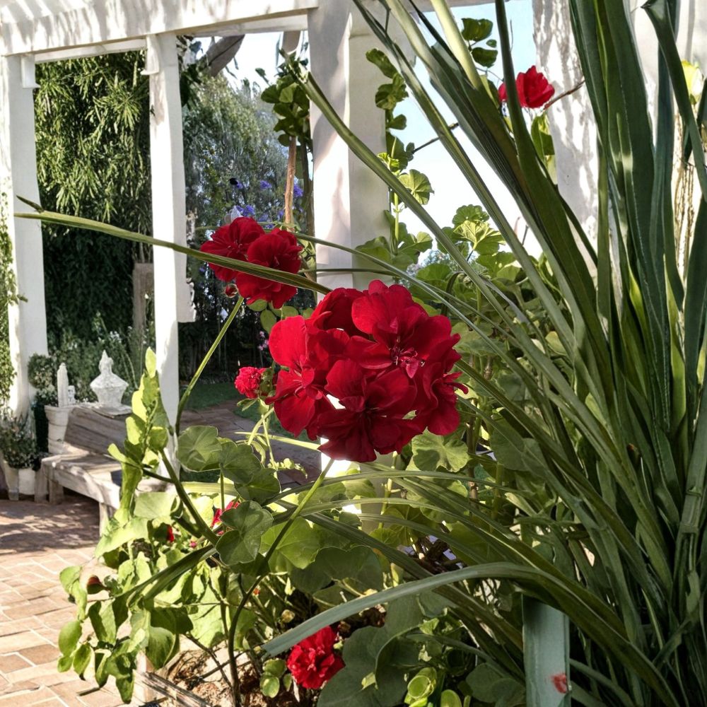 True Red Ivy Geranium Cuttings – 5 Live Pelargonium Starters | 6 Inch Unrooted Plants for Gardens & Baskets | Hardy Perennial