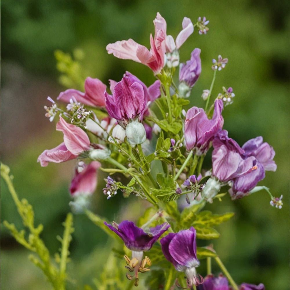 Conny Broe Geranium Seeds | 25+ Vibrant Flower Seeds | Pelargonium | Easy to Grow for Containers & Patios
