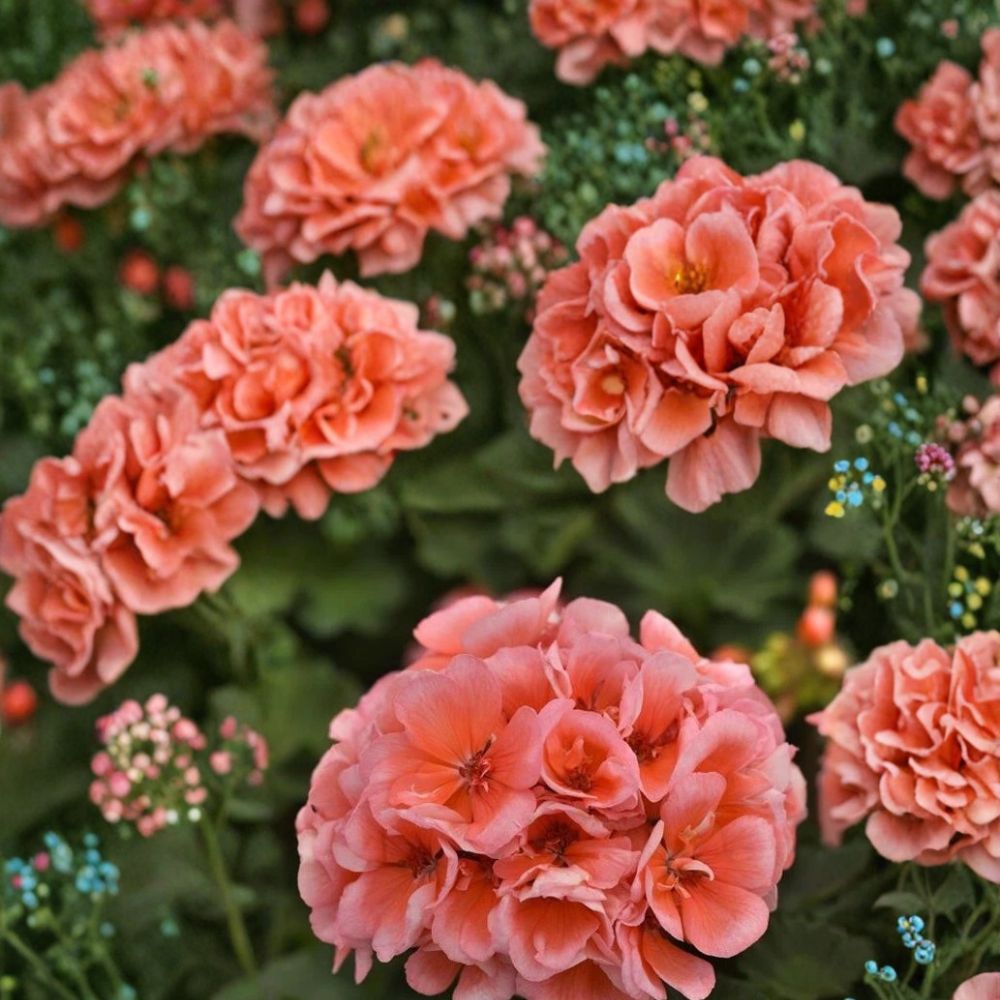 Presto Light Salmon Geranium Seeds - 25+ Premium Pelargonium Flower Seeds for Garden Blooms - Pelargonium spp.