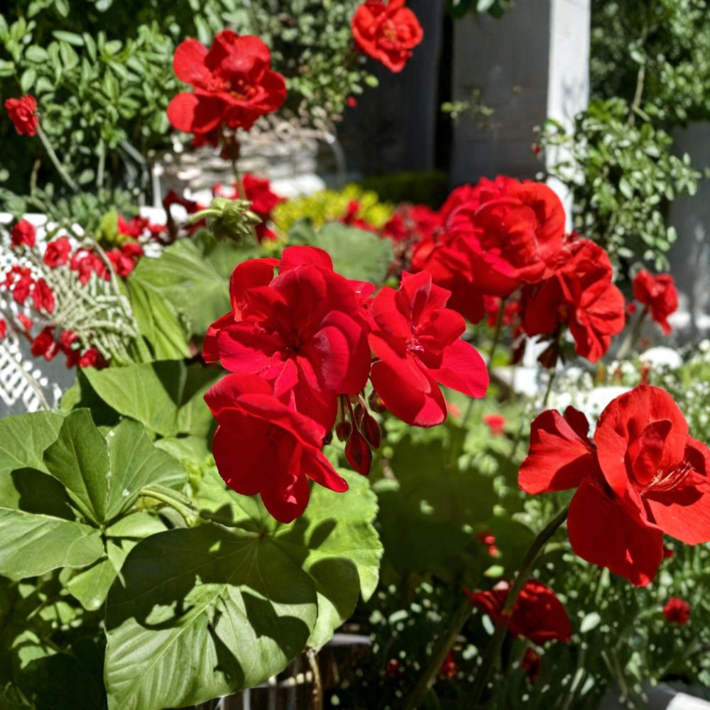 Red Geranium Cuttings - 6 Fresh Pelargonium Cuttings for Planting - Dark Red Flower Variety - Pelargonium x hortorum