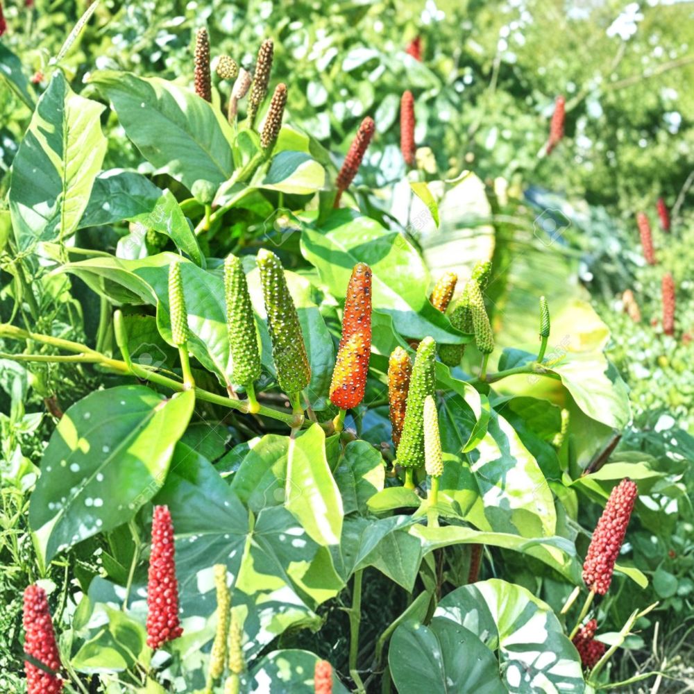 Piper Longum Live Plants | 3 Rare Long Pepper Starter Plants | Pipali Spice Plant | Piper longum | Free Shipping