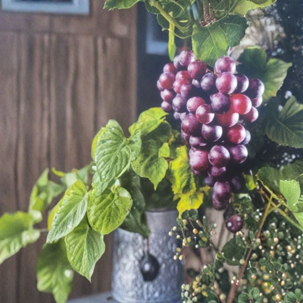 Black Lane Muscadine Grape Vine - 3 Gallon Live Plant - Self-Fertile Edible Grape - Vitis rotundifolia 'Black Lane'
