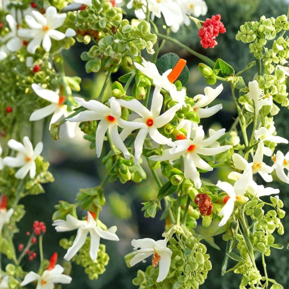 Night Flowering Jasmine Seeds - 5 Seeds, Parijat Coral Jasmine, Fragrant Blooming Tree, Nyctanthes arbor-tristis, Rare Exotic Plant