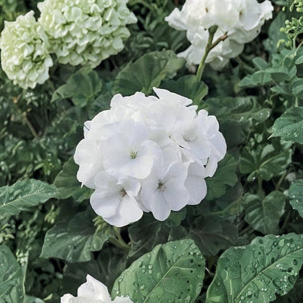 Maverick White Geranium Seeds - 10 Premium Seeds for Bright White Blooms, Pelargonium x hortorum, Easy to Grow, Container Friendly