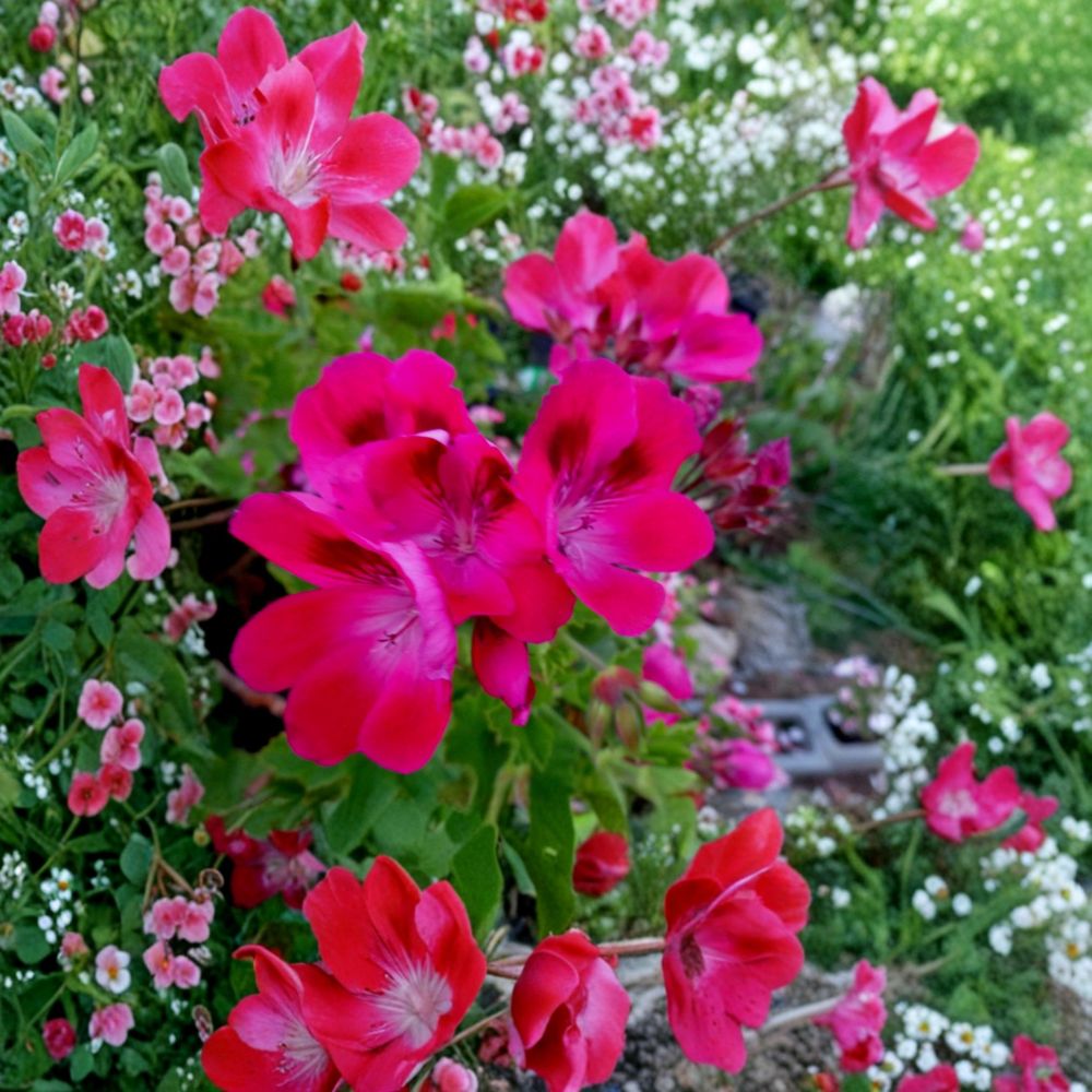 Hot Magenta Pink Regal Geranium Cuttings - 2 Unrooted 6-Inch Cuttings - Pelargonium x domesticum - Orchid-Like Blooms
