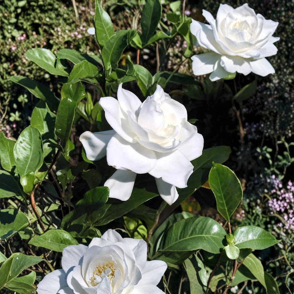 Gardenia Plant Set of 2 - 6 Inch Live Rooted Cuttings, White Fragrant Cape Jasmine, Gardenia jasminoides, Bare Root Shrub