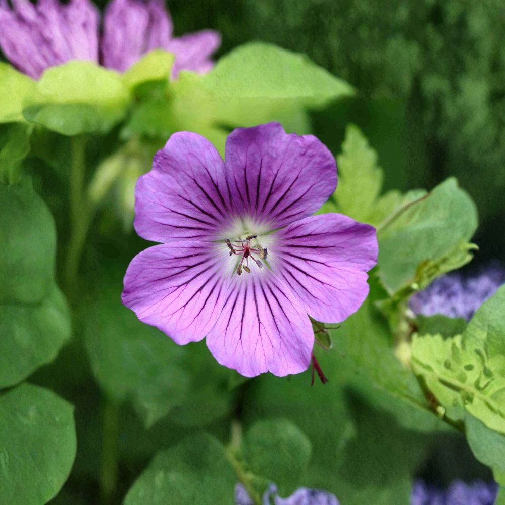 Geranium Gracile Seeds – Pink Cranesbill Perennial Flower Seeds – Hardy Pollinator Plant for Gardens – Geranium gracile