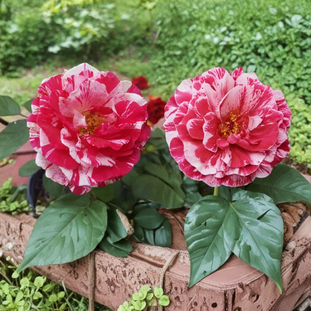 Scentimental Floribunda Rose Plant | 2 Gallon | Red & White Striped Double Blooms | Rosa Floribunda 'Scentimental'