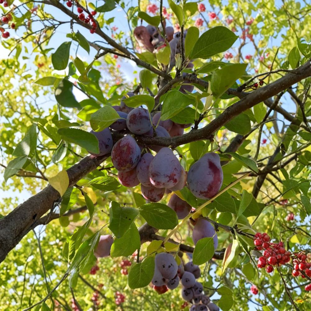 Prune D’Ente 707 Plum Tree - 3 Ft Potted European Plum - Sweet Freestone Fruit - Prunus domestica - Self-Fertile