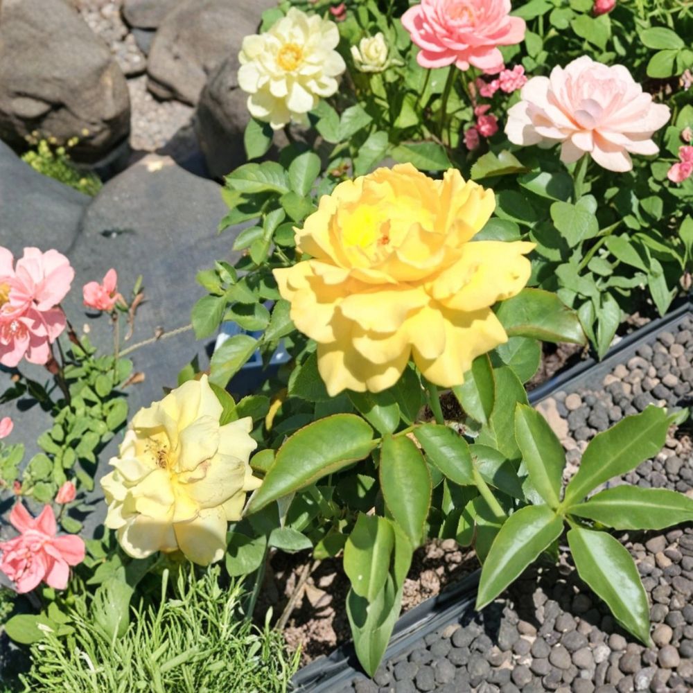 Julia Child Rose Plant | 3 Gallon | Butter Gold Floribunda | Rosa 'Julia Child' | Fragrant Double Blooms | AARS Winner