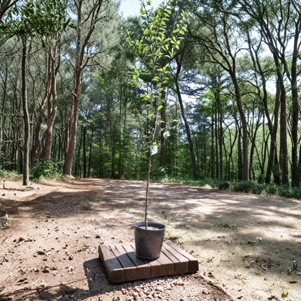 Fuji Apple Tree 5 Gallon Live Plant | Malus domestica | Sweet Juicy Apples for Home Orchard | 4-6 Feet Tall