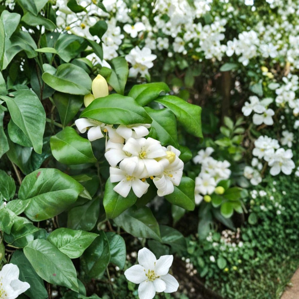 Murraya paniculata Seeds | 5 Orange Jasmine Seeds | Fragrant White Flowering Evergreen Shrub | Rare Garden Plant