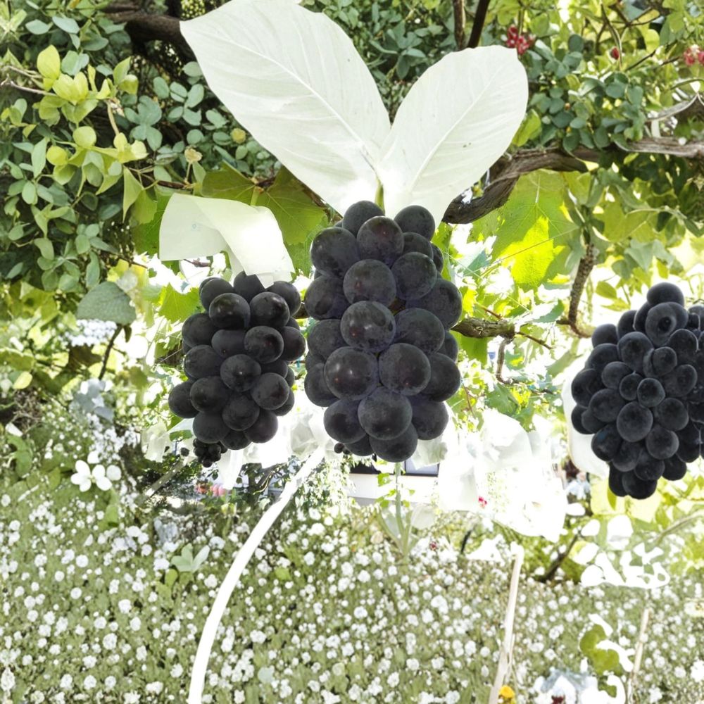 Fujiminori Giant Grape Vine | Live Plant | Large Sweet Table Grape | Vitis vinifera | Patio & Backyard Friendly