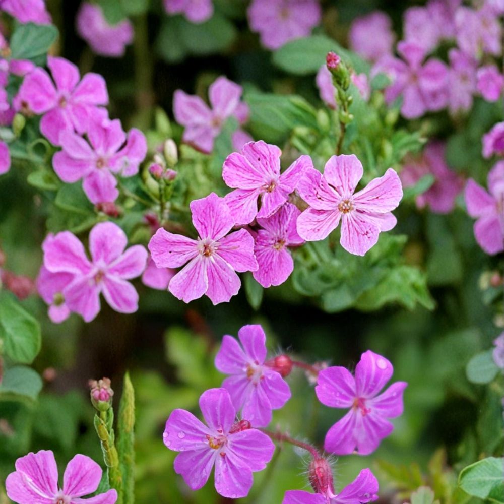 Herb Robert Geranium Seeds – 25+ Premium Hardy Wild Geranium Seeds (Geranium robertianum) for Shade & Woodland Gardens