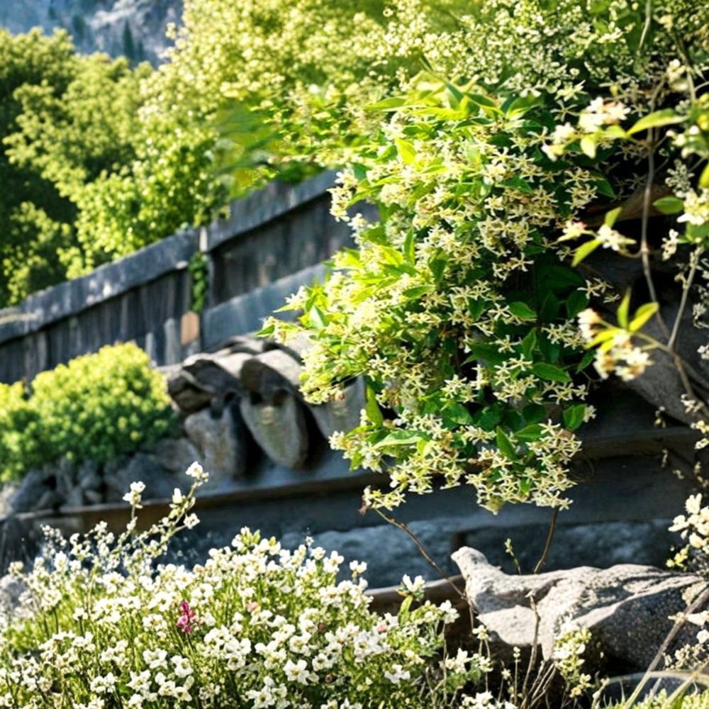 Yellow Jasmine Seeds - 20 Pack Rare Climbing Vine | Gelsemium sempervirens | Fragrant Flowering Plant for Outdoor Gardens