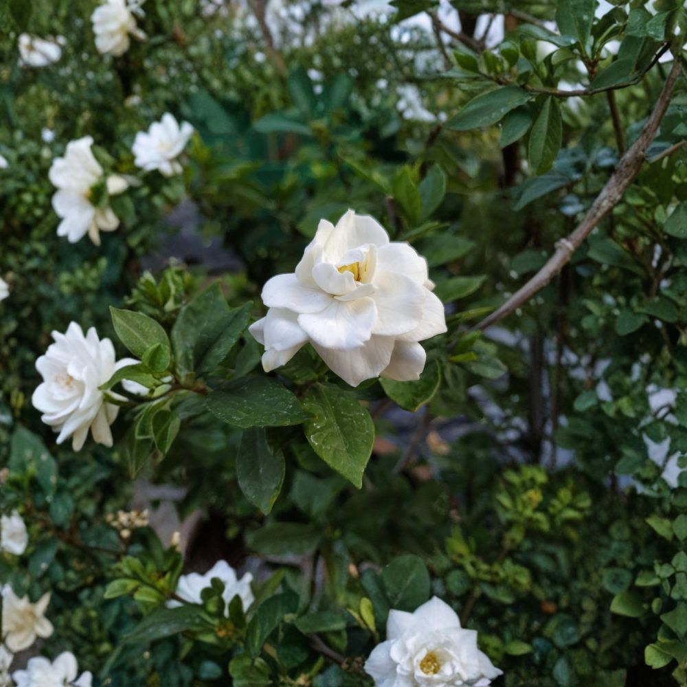 Gardenia Seeds 200+ | Fragrant White Flowering Shrub | Gardenia jasminoides | Heirloom Perennial Plant for Home Gardens