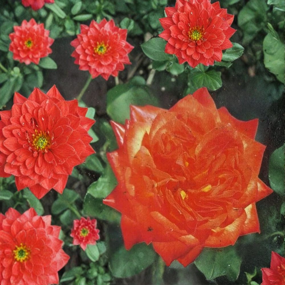 Charisma Floribunda Rose Bush Plant - 2 Gallon - Red Orange Yellow Blooms - Rosa 'Charisma' - Vibrant Garden Shrub